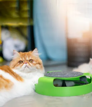 Mouse motion cat toy