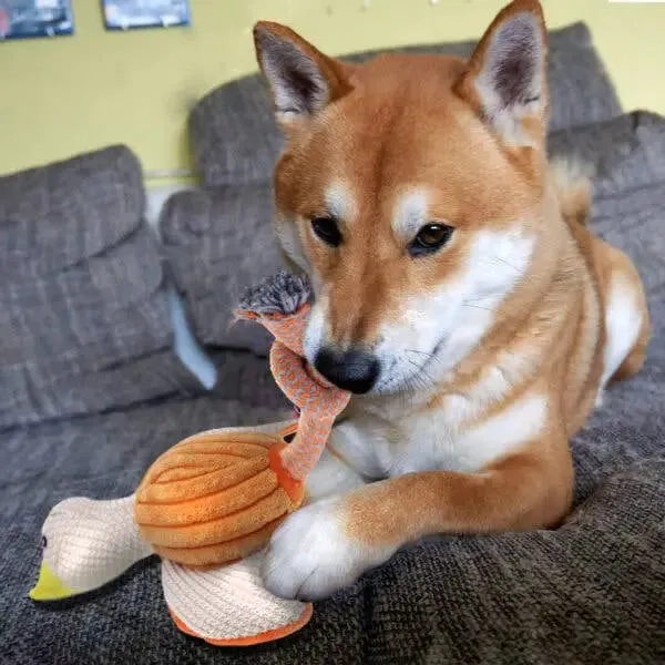 RexiPets  Fire Bird Duck